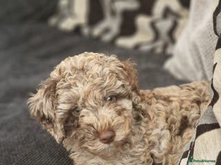 Mixed Breed dogs Choc chip merle - Advert 9