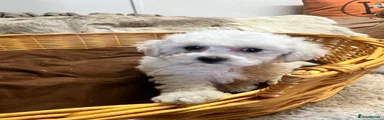 Bichon Frise 2
