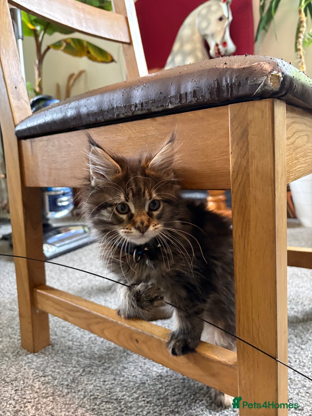 Maine Coon cats for sale: 🐾🐈‍⬛10 week old Maine coon kittens🐈‍⬛🐾 - Image 2