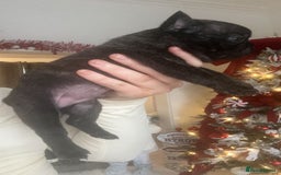 French Bulldog dogs for sale: Gorgeous French bull dog puppies for sale  - Image 2