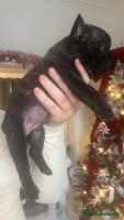 French Bulldog dogs Gorgeous French bull dog puppies for sale - Advert 3