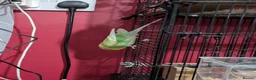 Budgerigars birds for sale: Female budgie for sale in Watford - Advert 6