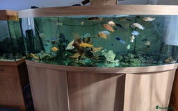 Cichlids fish for sale: Cichlids for sale or swap - Image 2