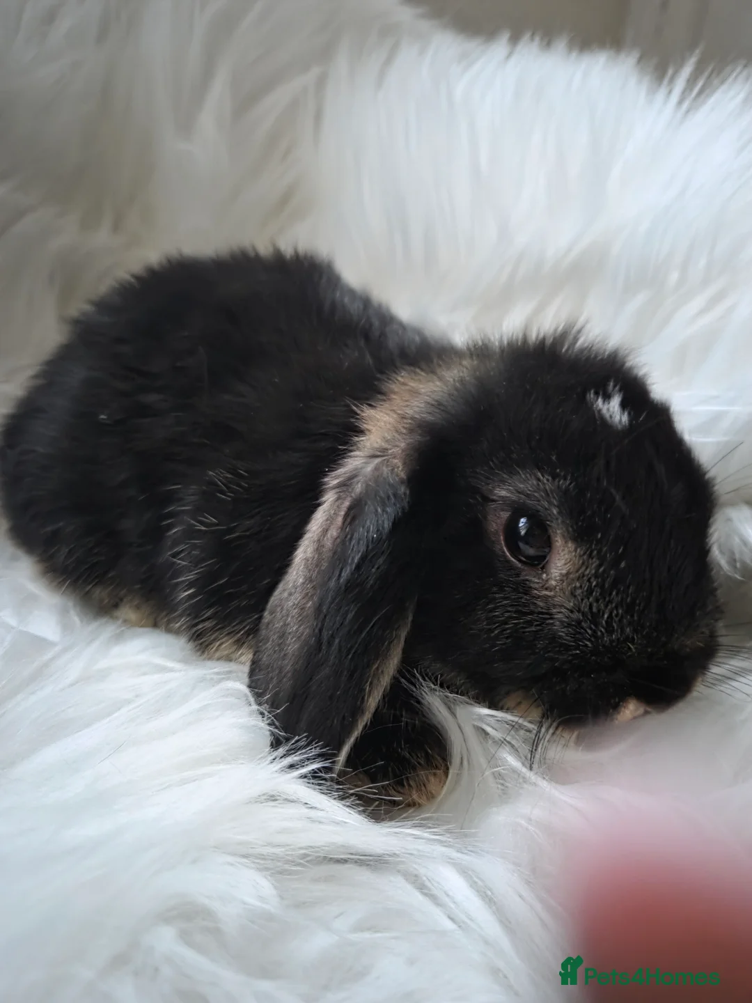 Mini Lop rabbits for sale: Beautiful mini lops - Advert 2