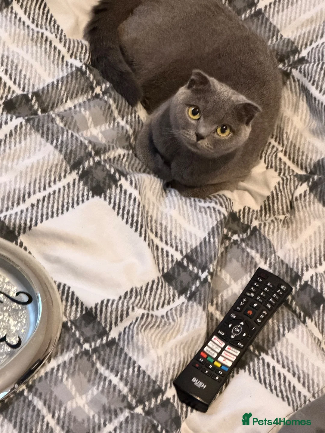 Scottish Fold cats for sale: Scottish fold female cat - Advert 1
