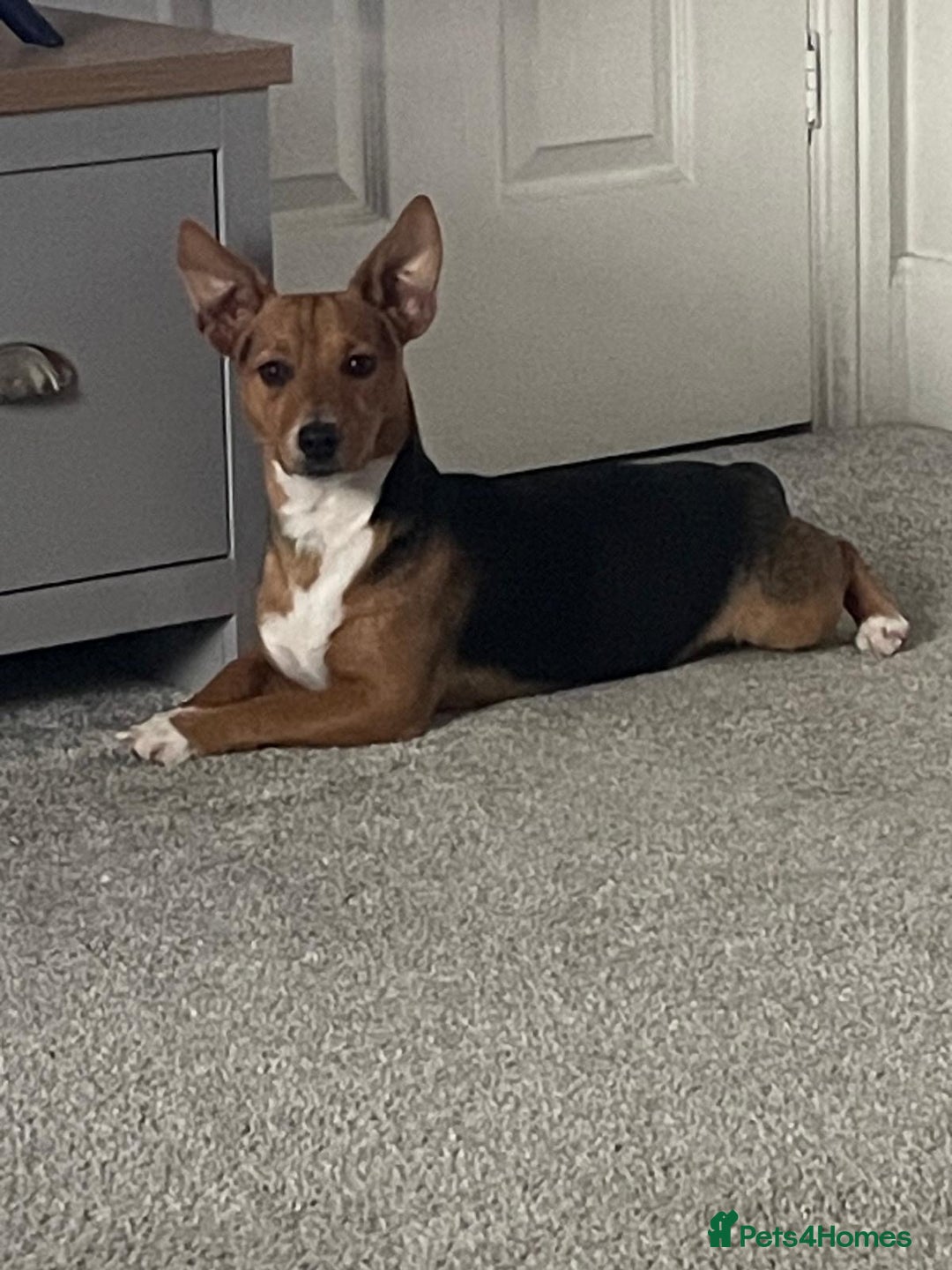 Jack Russell dogs for stud: Vinny- miniature jack Russell for stud  - Advert 2