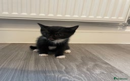 Mixed Breed cats for sale: Kittens For Sale  - Image 5