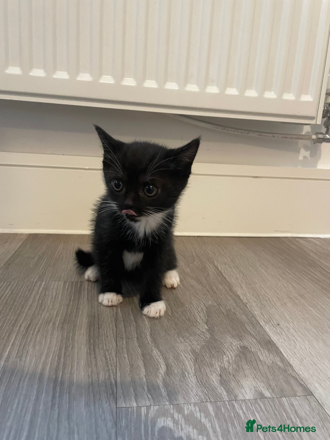Mixed Breed cats for sale: Kittens For Sale  - Image 5