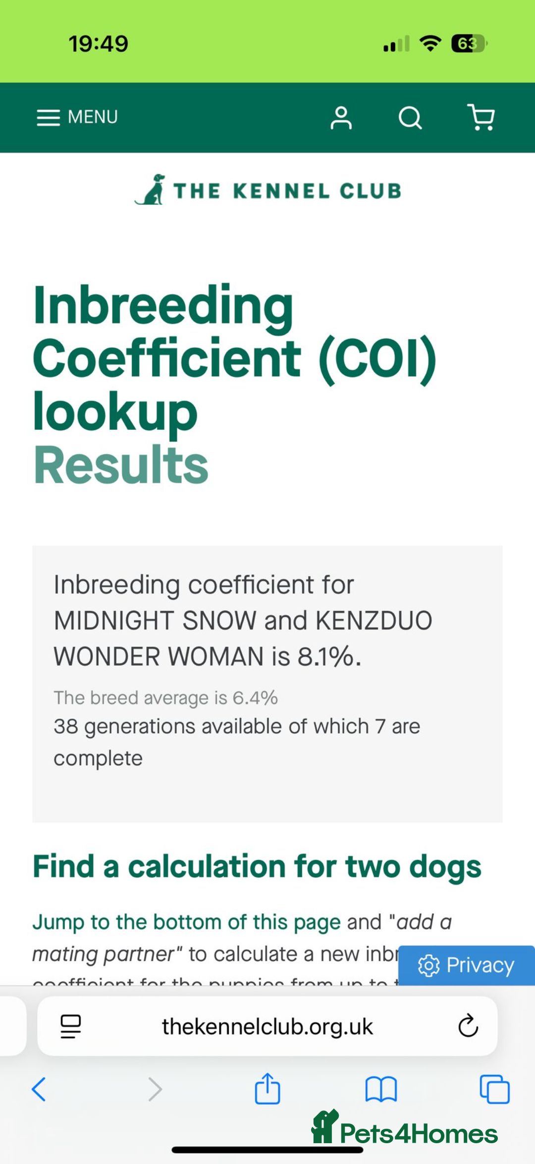 Golden Retriever dogs for sale: 🌸 One gorgeous girl 🌸 - Advert 14