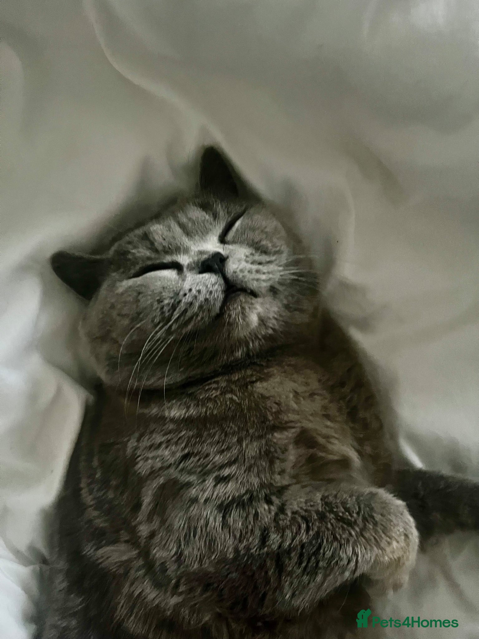 British Shorthair cats Friendly British Blue Boy  - Advert 1