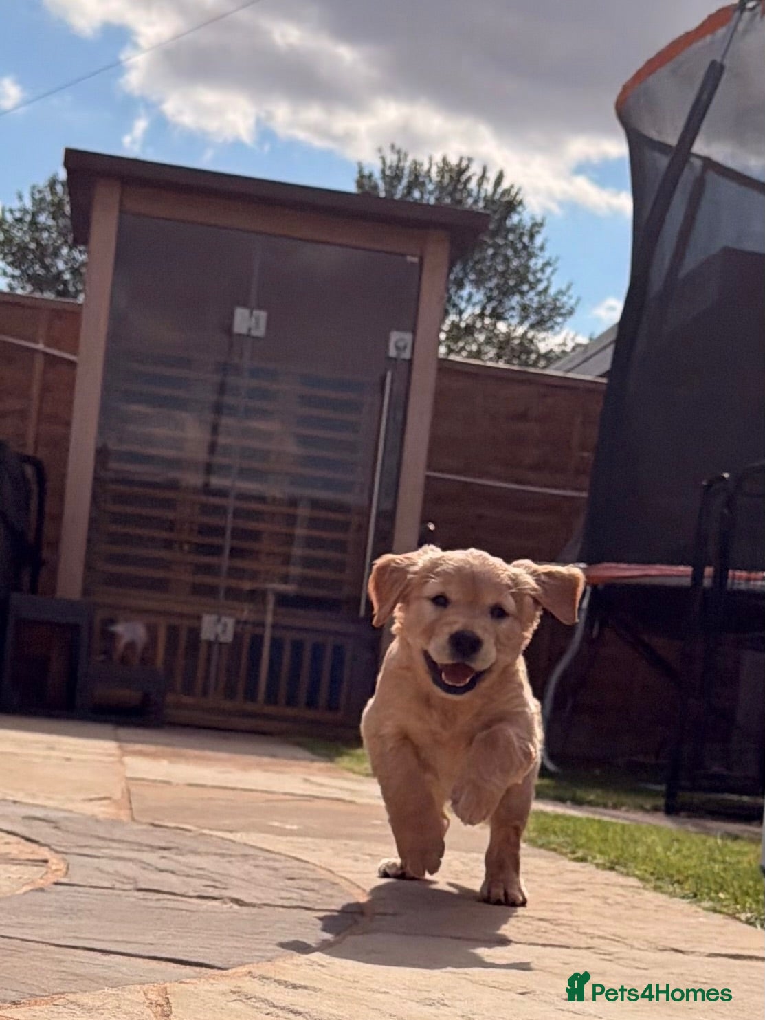 Golden Retriever dogs KC registered Golden Retriever  - Advert 1