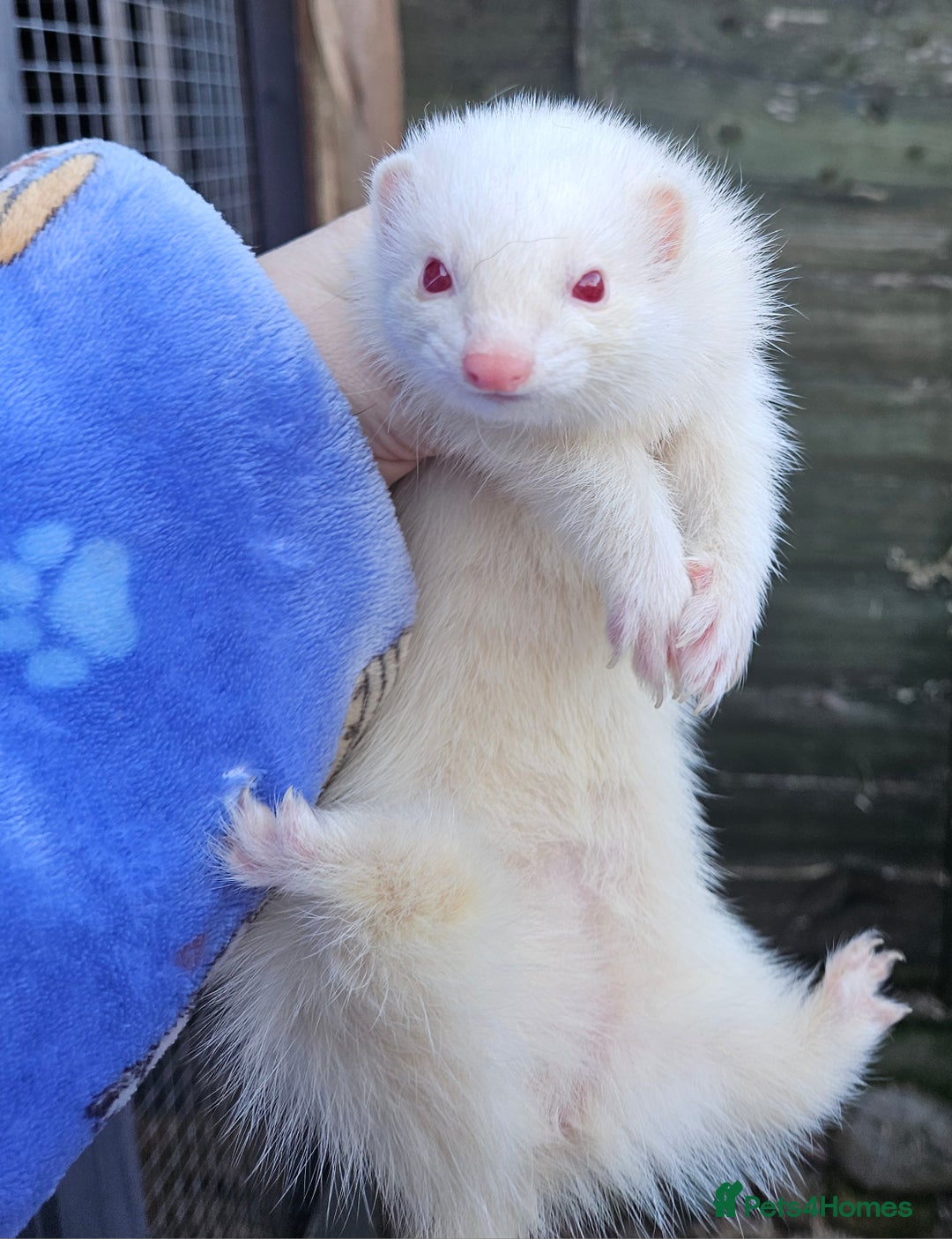 Ferret rodents for sale: Micro albino jill tame  - Advert 6