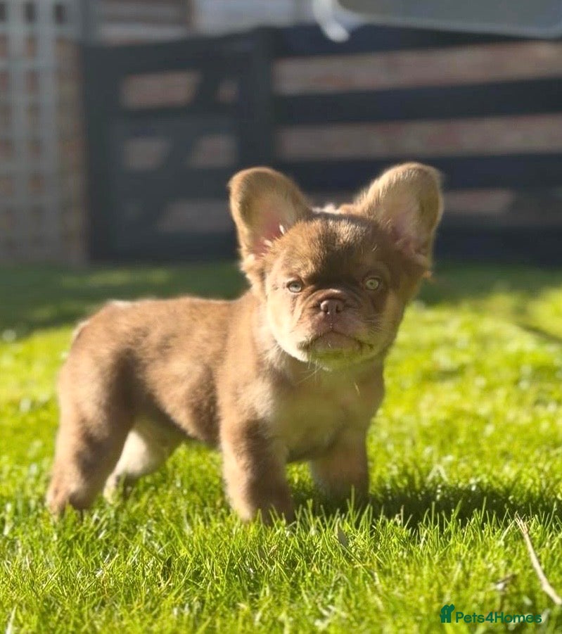 French Bulldog dogs Fluffy Frenchies - Advert 2