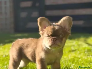 French Bulldog dogs Fluffy Frenchies - Advert 2