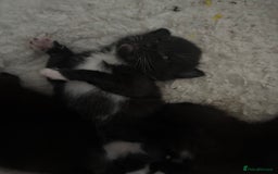 Mixed Breed cats for sale: 3 male tuxedo kittens  - Image 10