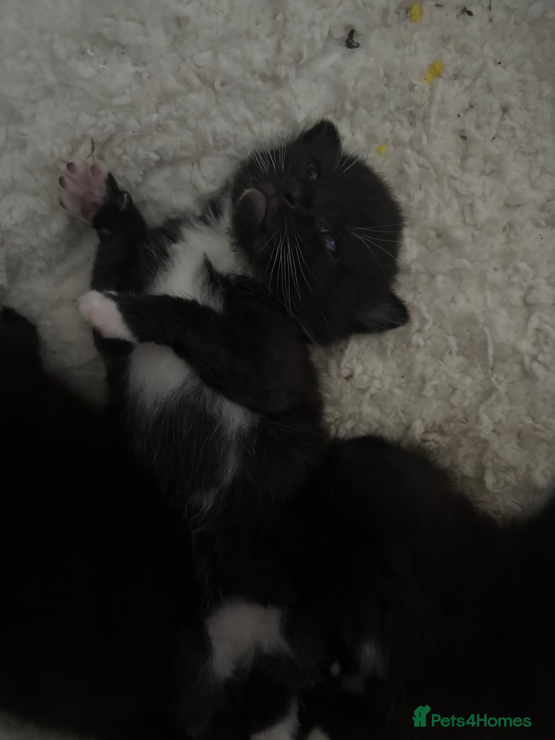 Mixed Breed cats for sale: 3 male tuxedo kittens  - Image 10