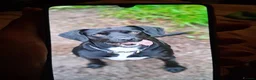 Mixed Breed dogs for sale: Patterpoos - Advert 3