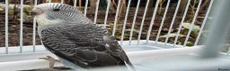 Budgerigars birds for sale: Bfbw, Bwbf, Rainbow hagoromo and other mutations  - Advert 5