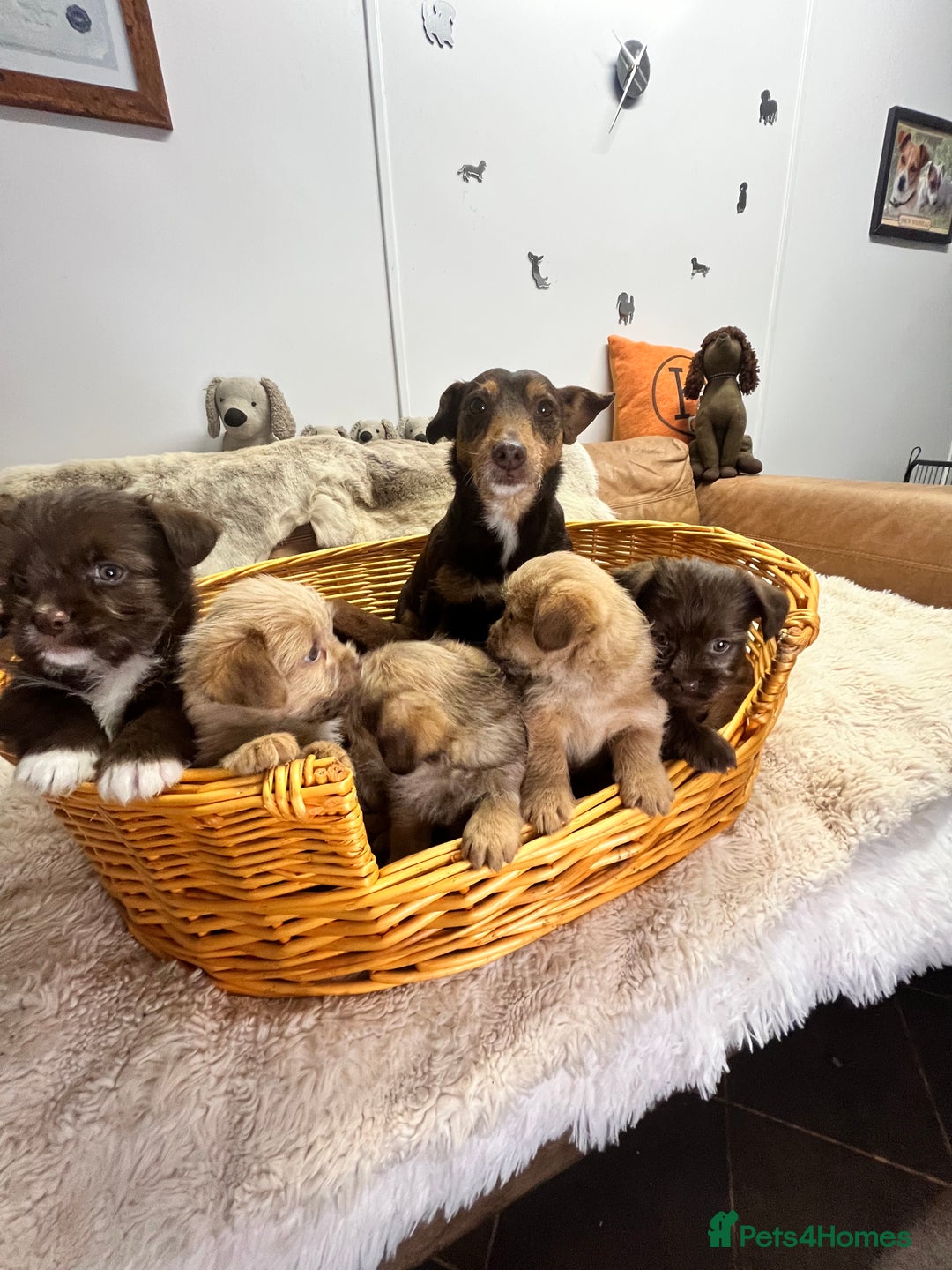 Jack Russell dogs for sale: Beautiful Broken Coated  - Advert 7