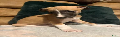 Whippet Puppy 1
