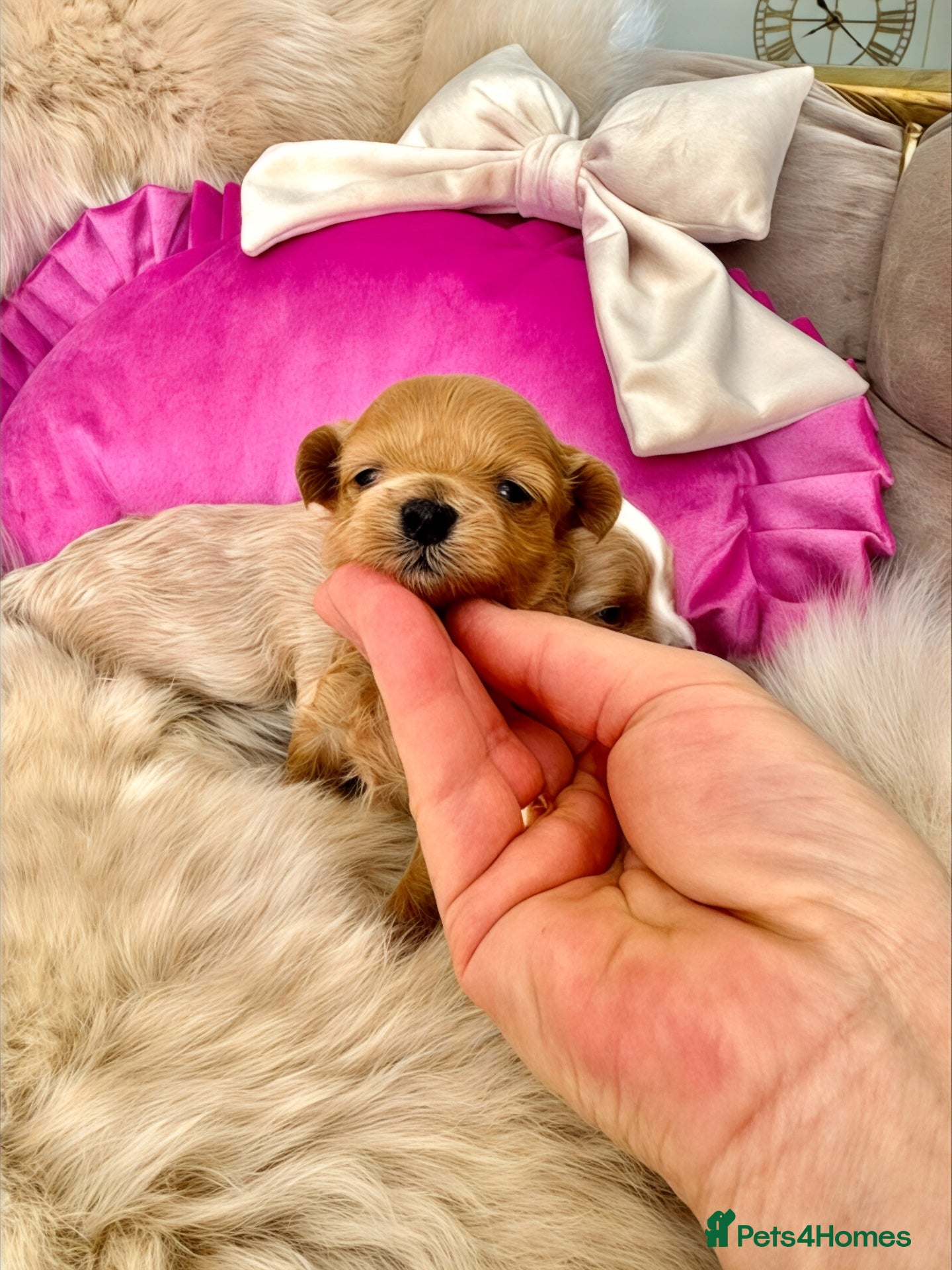 Maltipoo dogs 💎 Prestige Luxury Maltipoo DNA Tested  Parents 💎 - Advert 7