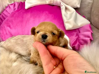 Maltipoo dogs 💎 Prestige Luxury Maltipoo DNA Tested Parents 💎 - Advert 7