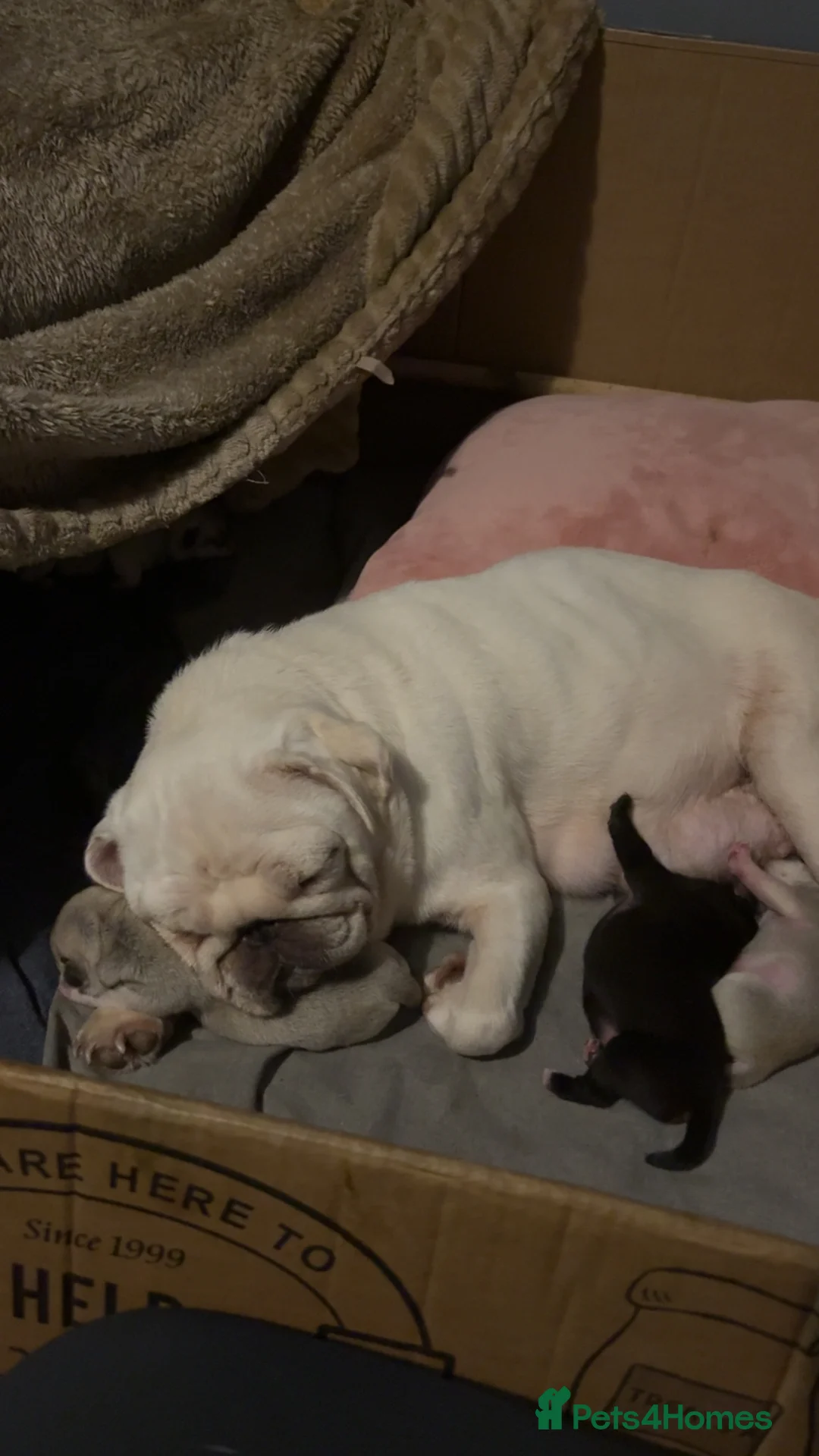 Pug dogs for sale: Last pure pug girl ready to leave  - Advert 5