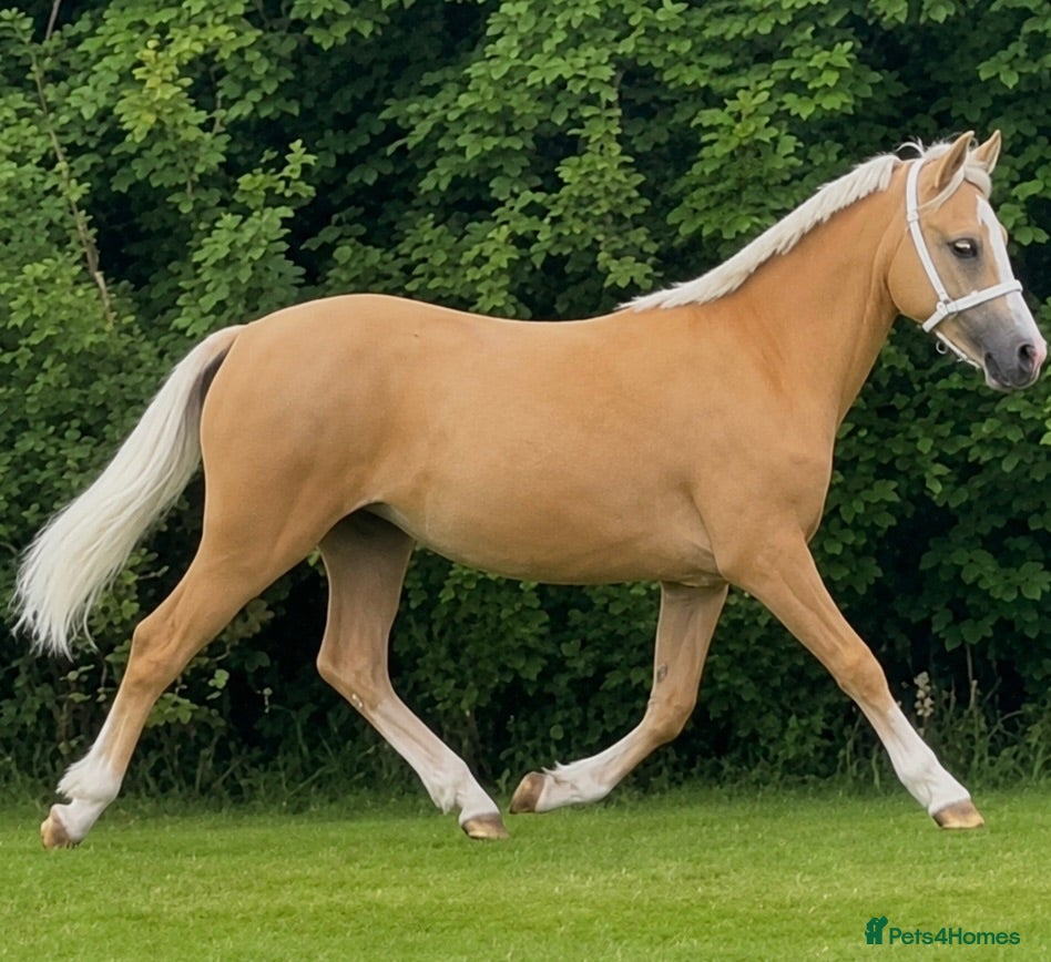 Welsh Section A horses Golden Palomino 11.2hh unbroken mare - Advert 3