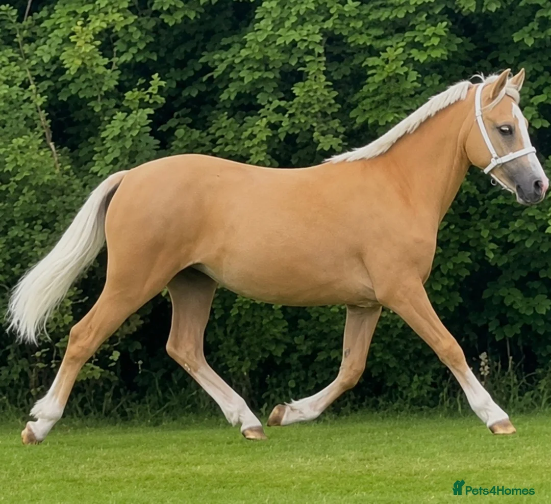 Welsh Section A horses for sale: Golden Palomino 11.2hh unbroken mare in Chelmsford - Advert 1
