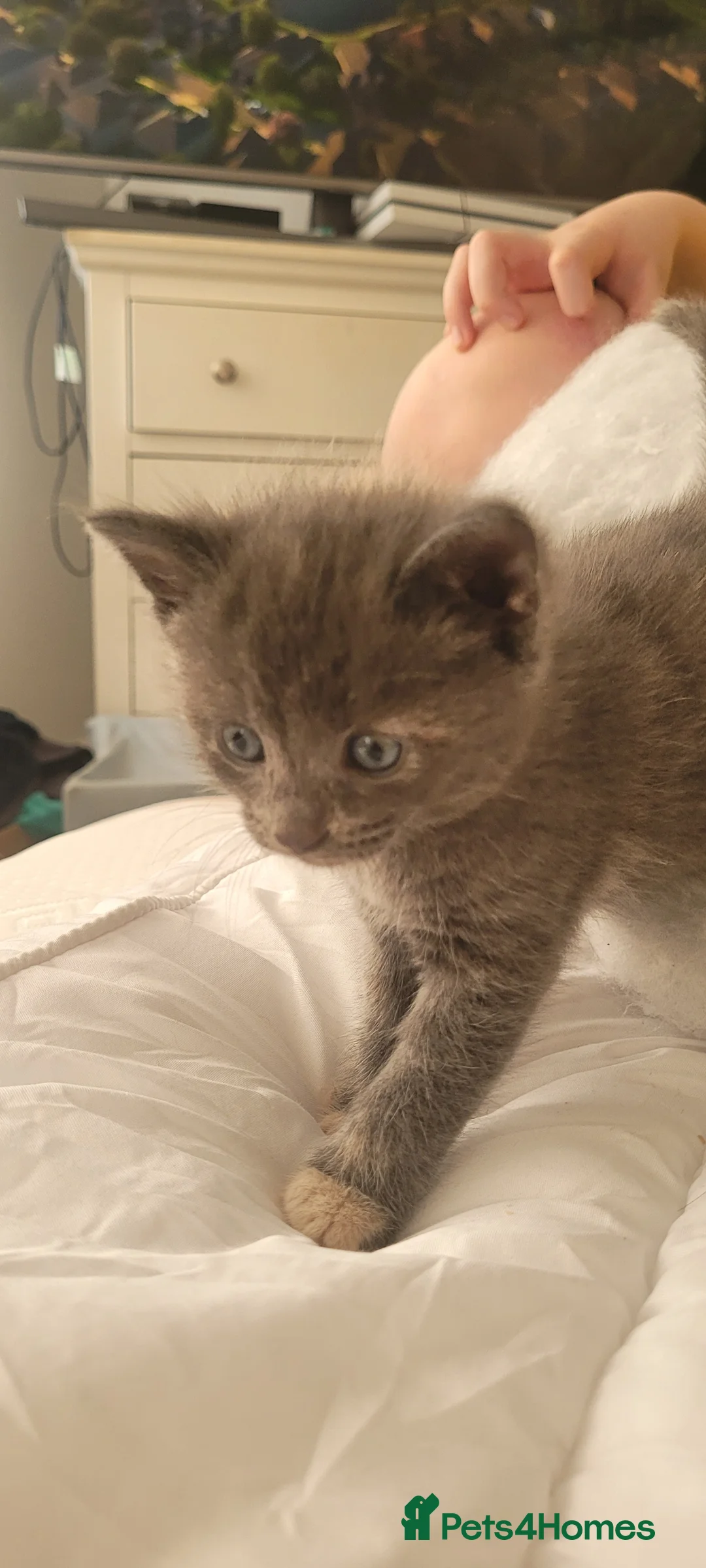 Mixed Breed cats for sale: Kittens mix short hair cross maine coon - Advert 11