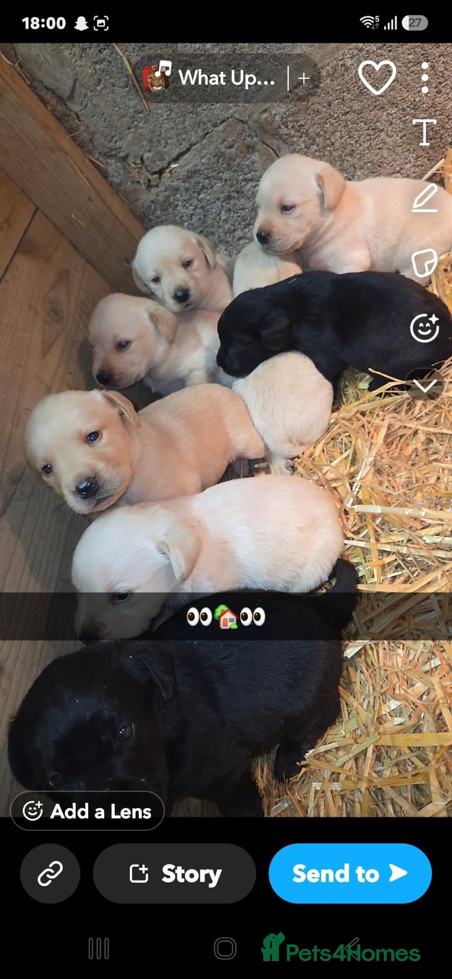 Labrador Retriever dogs Chunky Labrador pups looking for new homes - Advert 1