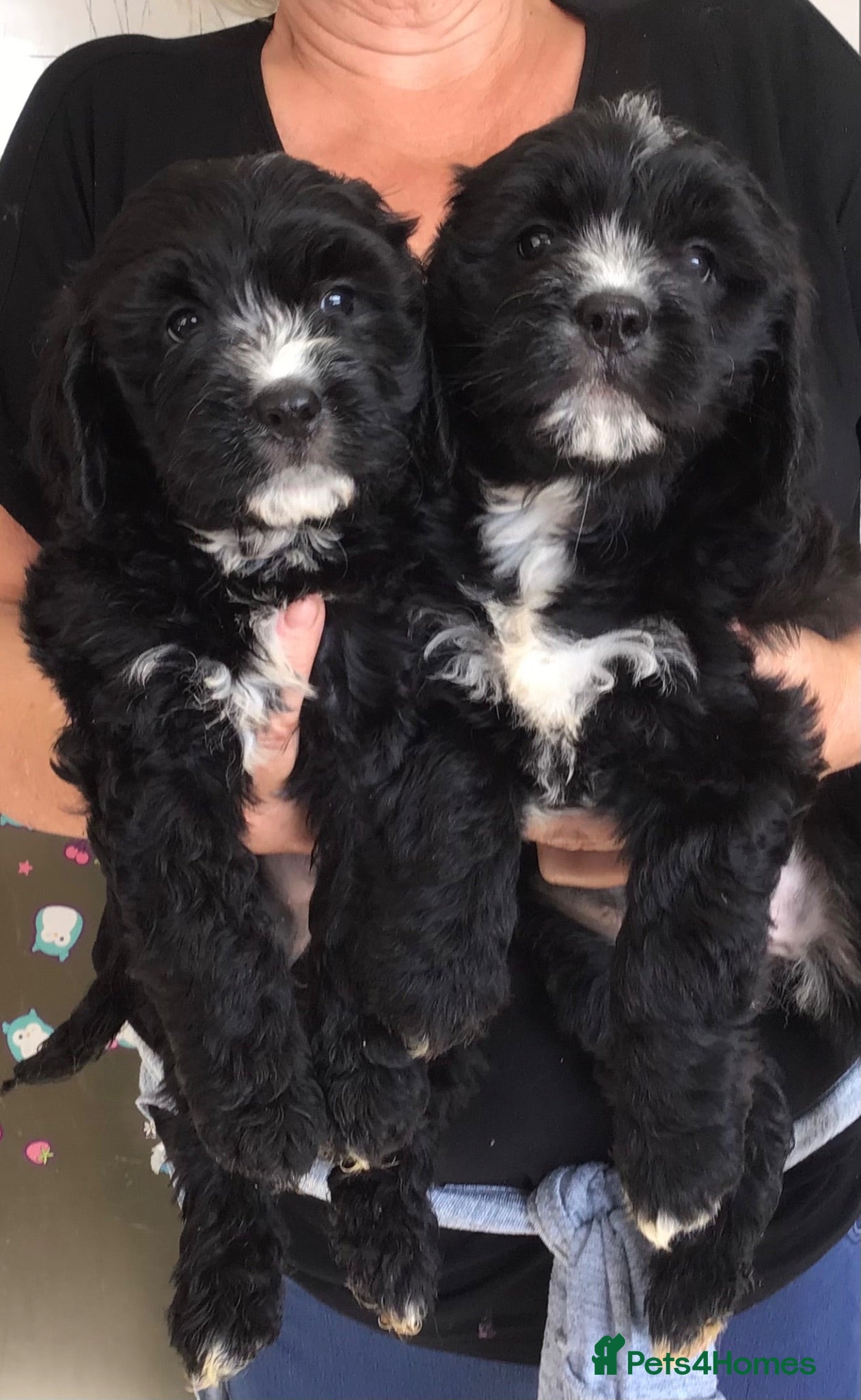 Bernedoodle dogs Rare Saint Bernadoodle puppies..Holiday cover inc. - Advert 3