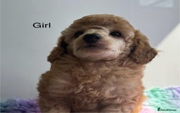 Toy Poodle dogs for sale: Stunning KC reg Champion lines  Toy poodles  🐩  - Image 3