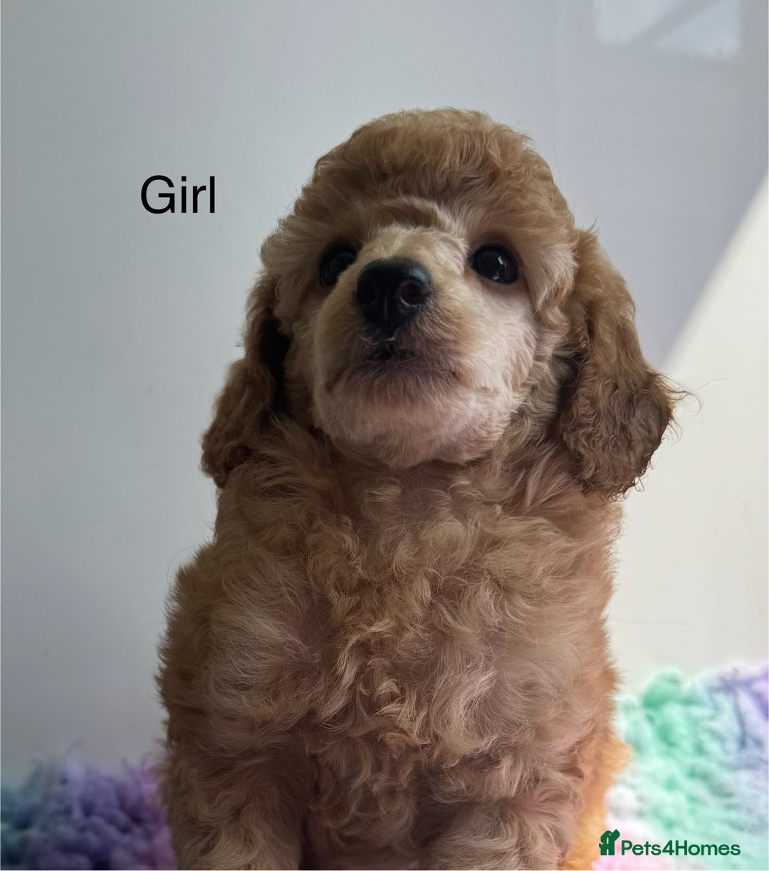 Toy Poodle dogs for sale: Stunning KC reg Champion lines  Toy poodles  🐩  - Image 3