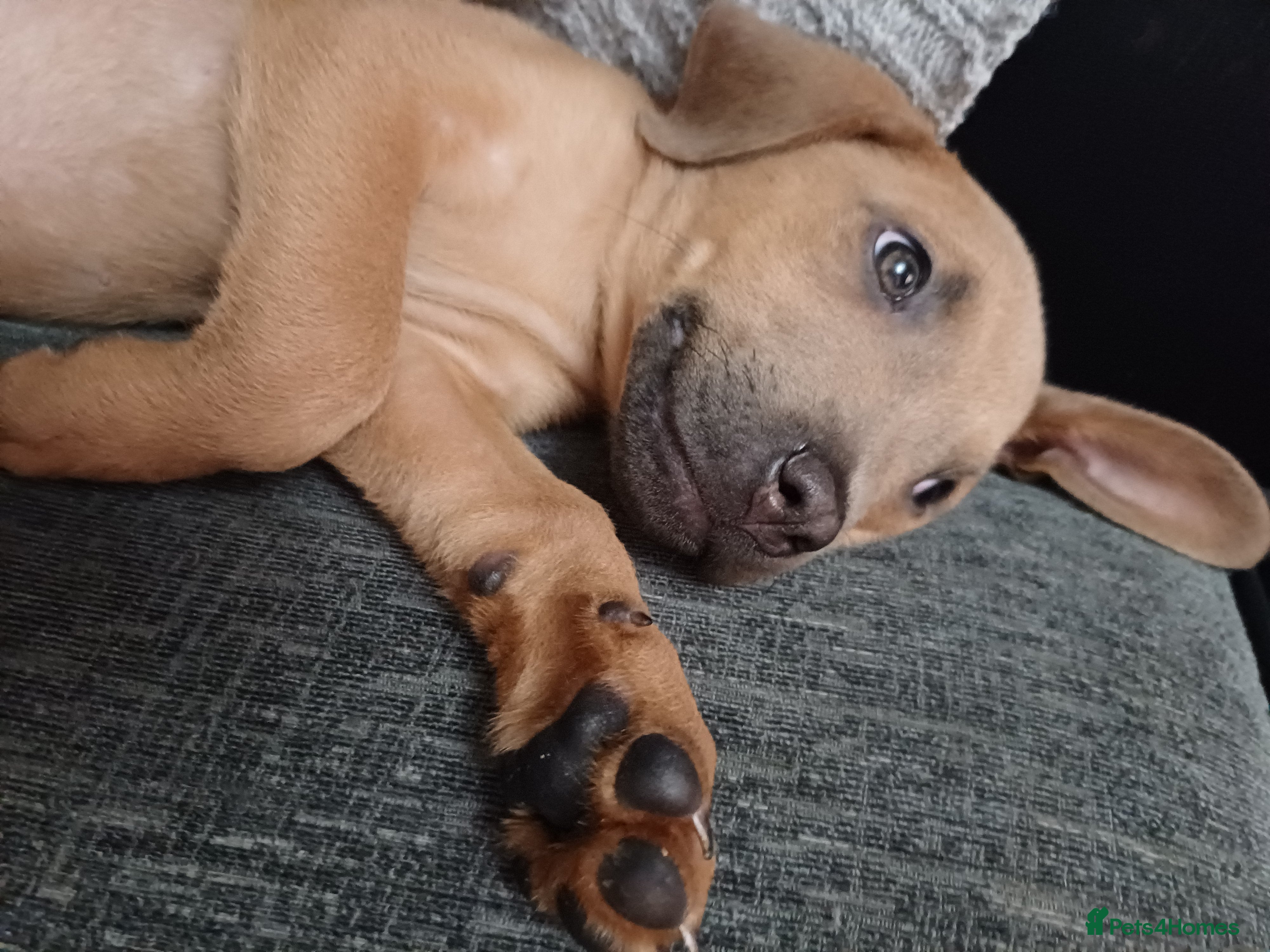 Mixed Breed dogs Karma - Advert 3