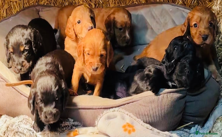 Cocker Spaniel dogs KC Registered Working Cocker Spaniel  - Advert 6