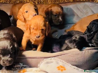 Cocker Spaniel dogs KC Registered Working Cocker Spaniel - Advert 8