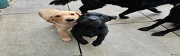 Labrador Retriever dogs for sale: Working Labrador puppies  - Advert 1