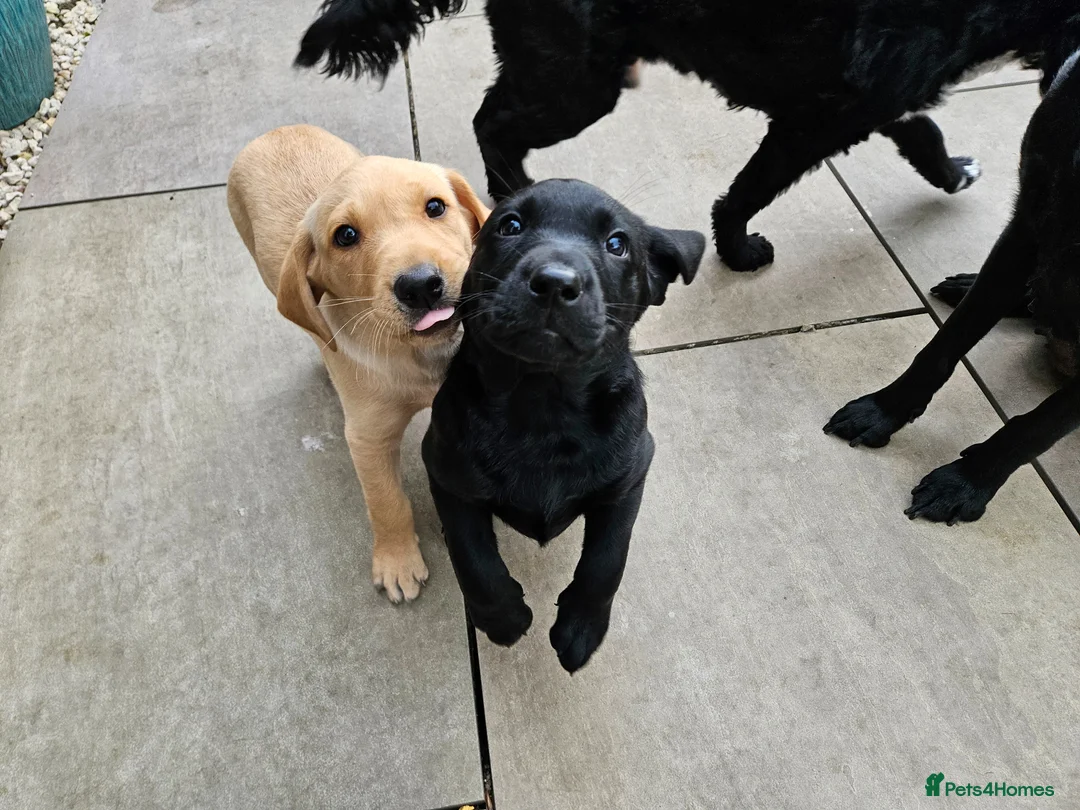Labrador Retriever dogs for sale: Working Labrador puppies  - Advert 1
