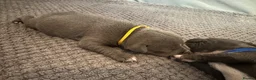 Staffordshire Bull Terrier dogs for sale:  KC Registered Blue Staffy Puppies - Advert 15