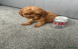 Cavapoo dogs for sale: Stunning F1 Cavapoos kc reg parents  - Image 11