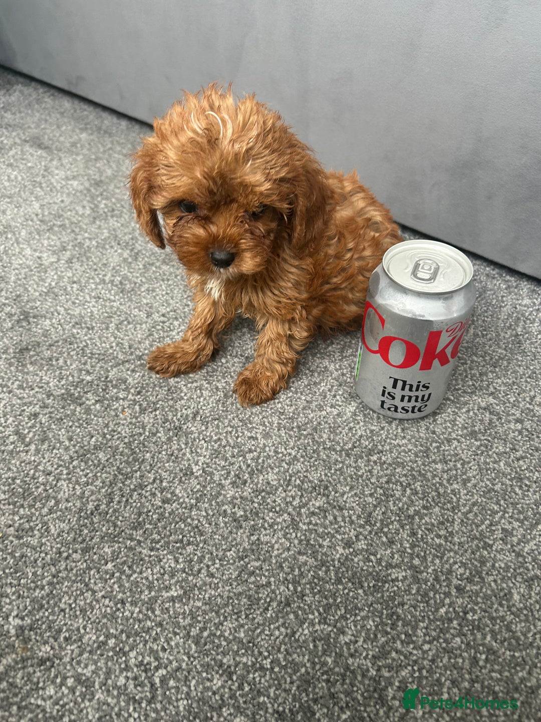 Cavapoo dogs for sale: Stunning F1 Cavapoos kc reg parents  - Image 11