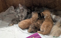 Maine Coon cats for sale: Main coon cross with British short hair - Image 8