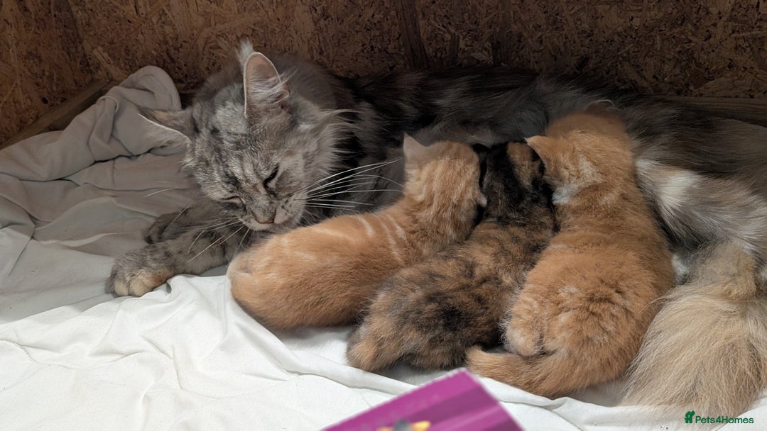 Maine Coon cats for sale: Main coon cross with British short hair - Image 8