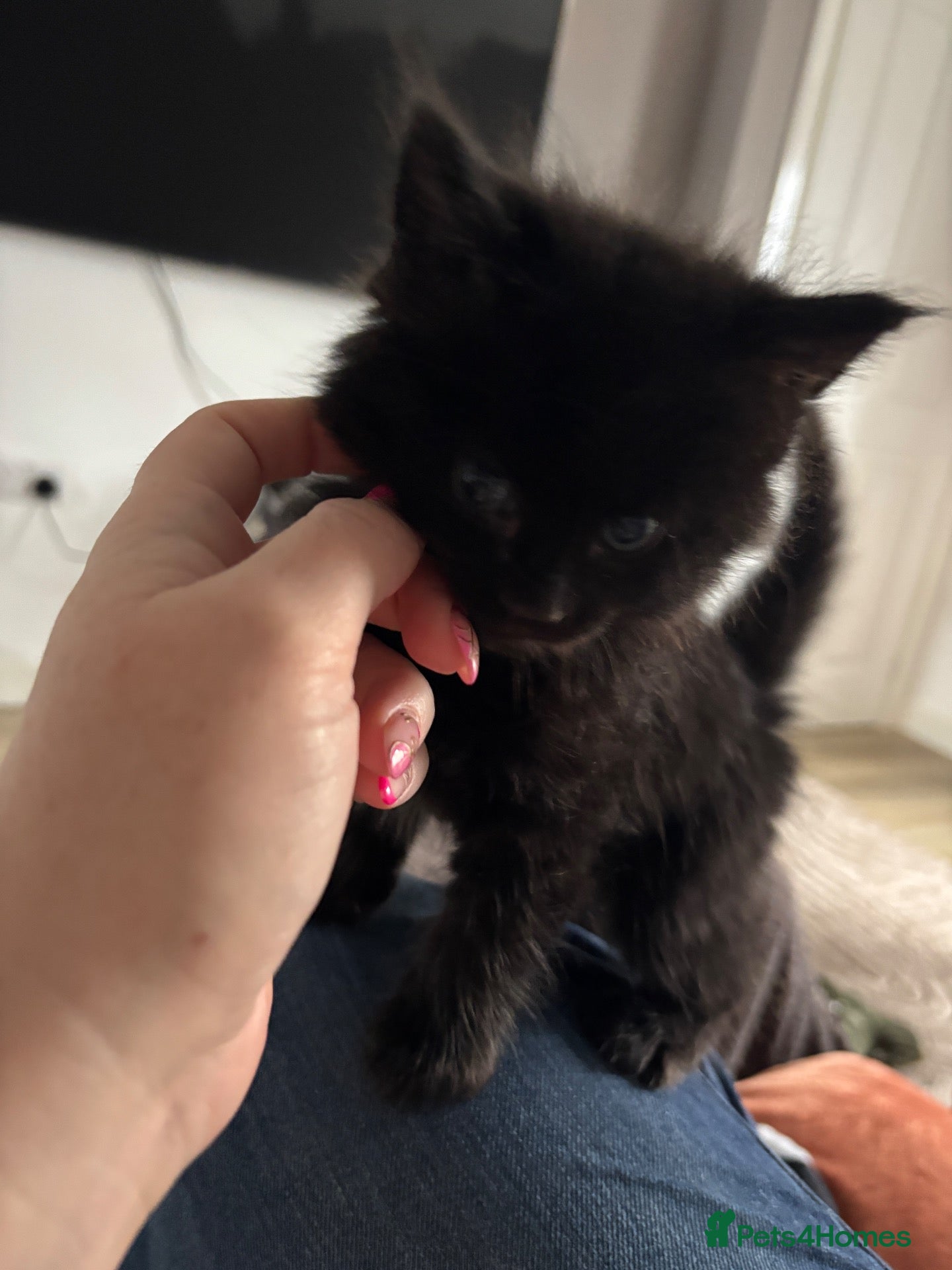 Mixed Breed cats for sale: Cute Fluffy Kittens - Advert 15