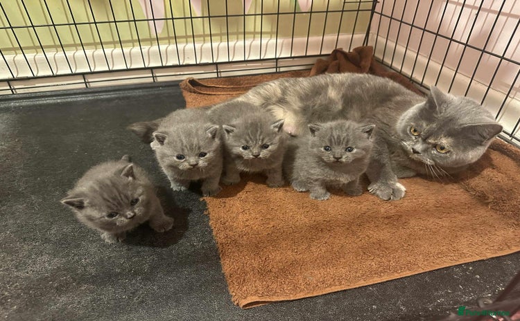 British Shorthair cats - Advert 2