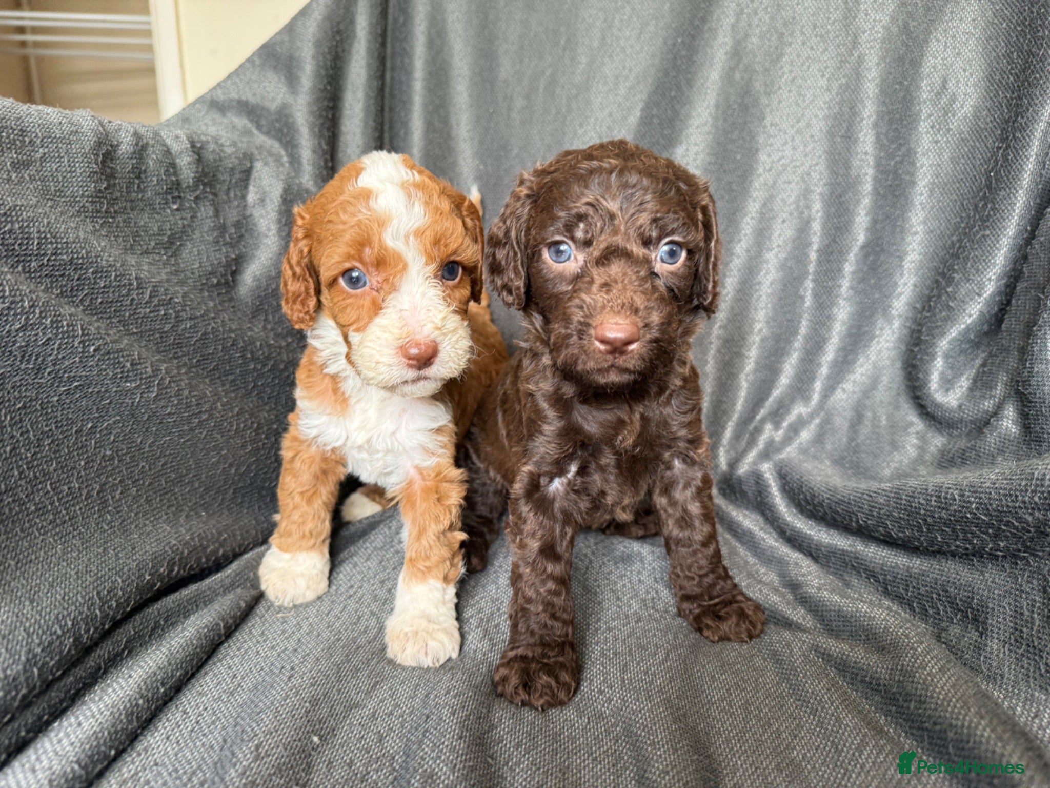 Cockapoo dogs Beautiful Cockapoo Puppies – Boys & Girls  - Advert 5