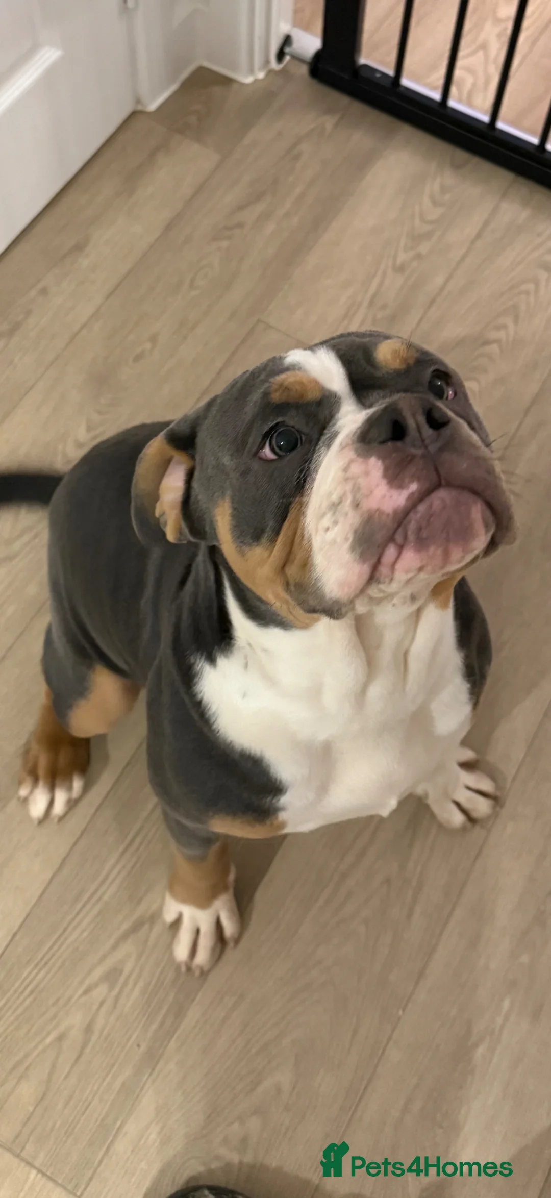 Mixed Breed dogs for sale: Old English bulldog cross new English  in Derby - Advert 1