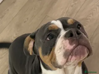 Mixed Breed dogs Old English bulldog cross new English - Advert 4