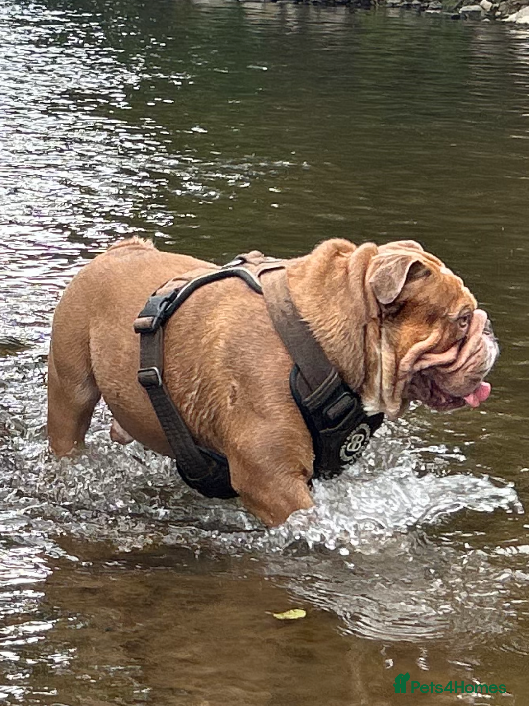 English Bulldog dogs for stud: Pabs Stud - Image 4